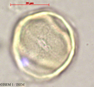 ISEM 1/Decorsella_paradoxa_47041/Decorsella_paradoxa_47041_0001(copy)_thumb.jpg